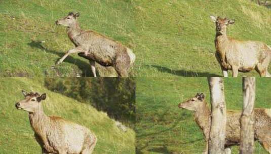 新西兰皇后镇Deer park动物鹿公园的鹿特写高清在线视频素材下载