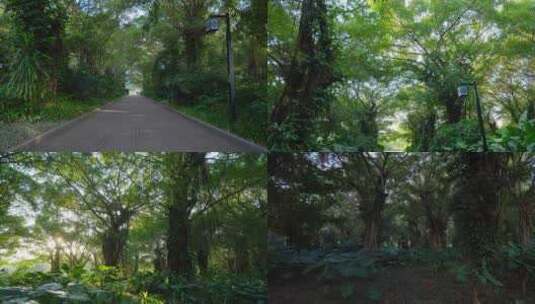 林间小路榕树原始森林合集高清在线视频素材下载