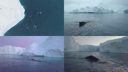 冰川极地海洋生物高清在线视频素材下载