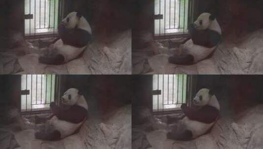 大熊猫躺在室内吃水果竹笋萝卜高清在线视频素材下载