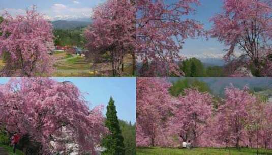 雪山樱花树樱花林樱花合集高清在线视频素材下载