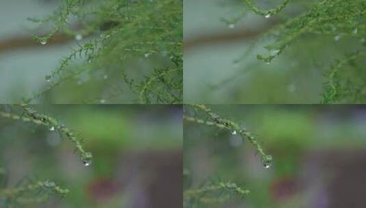 雨滴水珠高清在线视频素材下载