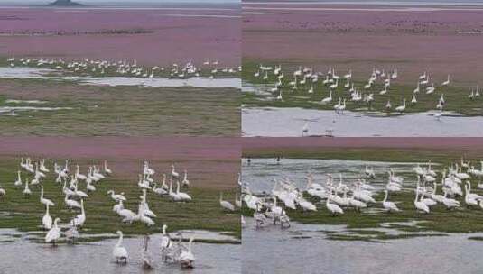 航拍江西鄱阳湖周溪镇鸟群风光高清在线视频素材下载