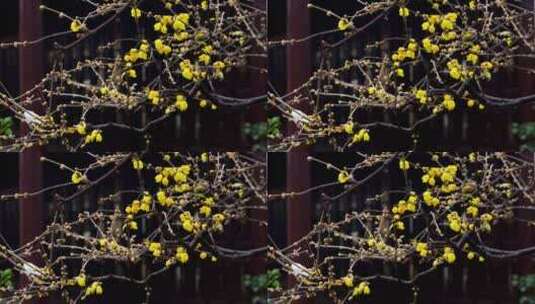 古典园林南京瞻园雪后腊梅树枝积雪古风意境高清在线视频素材下载