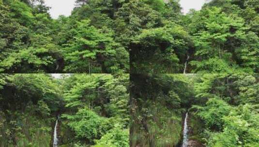 森林山涧小溪瀑布河流绿色苔藓高清在线视频素材下载
