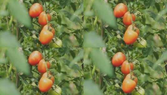 圣女果番茄西红柿高清在线视频素材下载