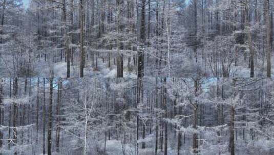 雪林雾凇景观高清在线视频素材下载