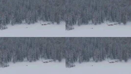 航拍新疆喀纳斯牧民牵马走在雪地上高清在线视频素材下载