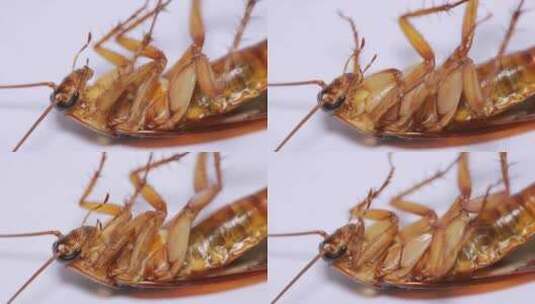 特写蟑螂害虫昆虫研究高清在线视频素材下载
