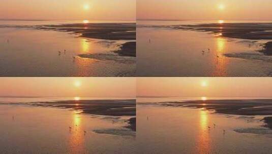 鄱阳湖 日落 候鸟 白鹤 航拍高清在线视频素材下载