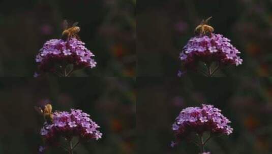 一只大蜜蜂停在紫色的马鞭草花朵上面高清在线视频素材下载
