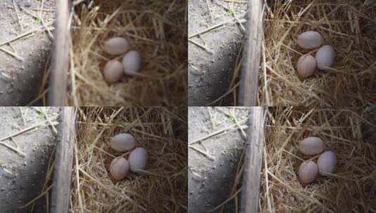 鸡窝农家土鸡蛋 鸡蛋高清在线视频素材下载