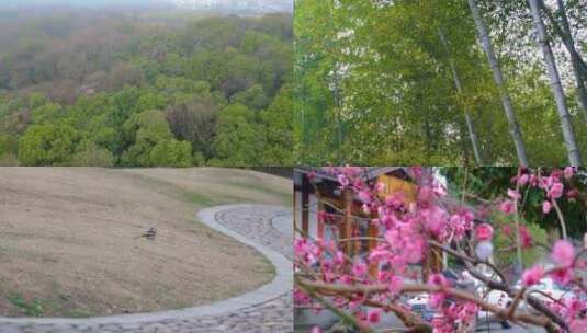 杭州植物园公园春天户外美景风景视频素材高清在线视频素材下载