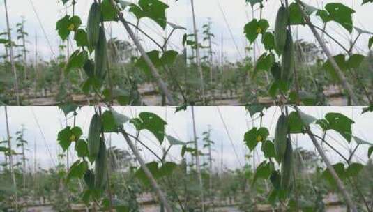 黄瓜 葫芦科黄瓜属高清在线视频素材下载