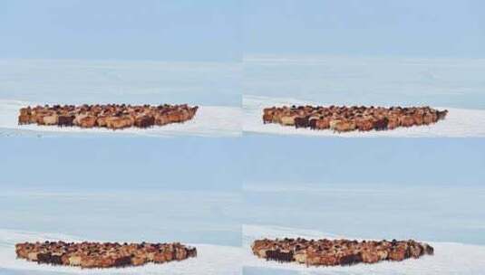 冬天雪山下的羊群 雪地上的羊群 羊群高清在线视频素材下载