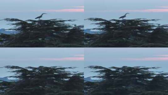 成都晚霞日落树枝上停靠的白鹭归巢高清在线视频素材下载