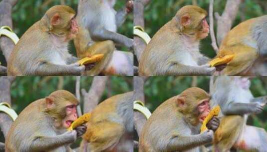 中国海南三亚吃食物吃水果的猴子小猴子高清在线视频素材下载