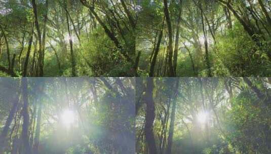 阳光逆光原始森林高清在线视频素材下载