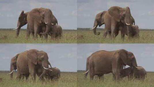 草原大象象群高清在线视频素材下载
