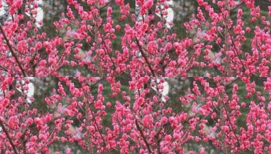 春天梅花盛开，鸟儿在红梅枝头的场景实拍高清在线视频素材下载