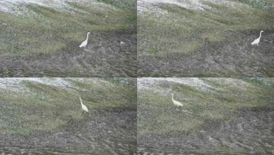 成都温江区温江公园边小溪夏天的白鹭高清在线视频素材下载
