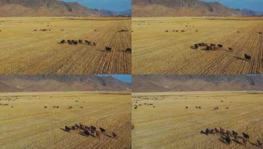 航拍新疆秋日草原油画调色羊群农田稻田山高清在线视频素材下载