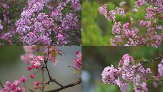 花樱花春天花开开花雨滴水滴滴水风景雨高清在线视频素材下载