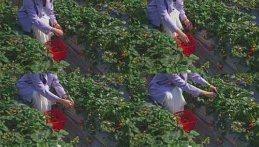 春天果园里采摘草莓高清在线视频素材下载