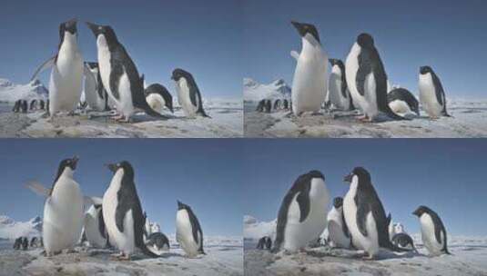 南极阿德利企鹅群特写高清在线视频素材下载