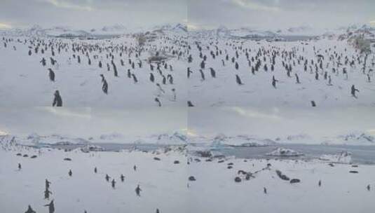 企鹅、海豹上空的空中飞行。南极洲高清在线视频素材下载