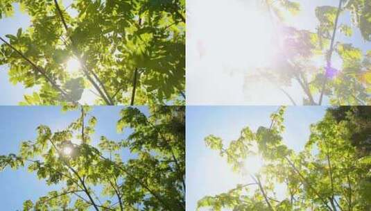 合集夏天阳光树叶-唯美小清新自然空镜高清在线视频素材下载
