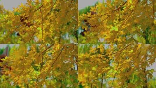 秋天阳光下金色的枫叶特写高清在线视频素材下载