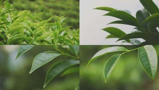 茶叶茶山茶园红茶绿茶春茶高清在线视频素材下载