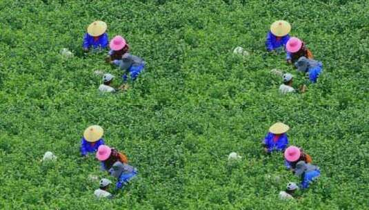 航拍茶园采茶工 航拍山区茶山 采茶人高清在线视频素材下载