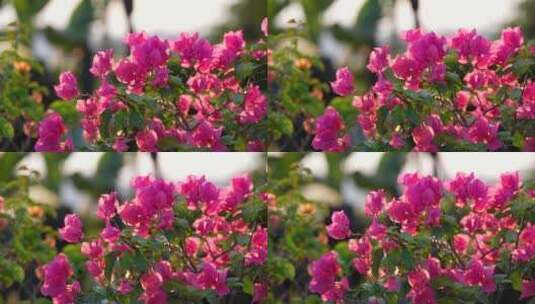三角梅 花朵 植物 盛开高清在线视频素材下载