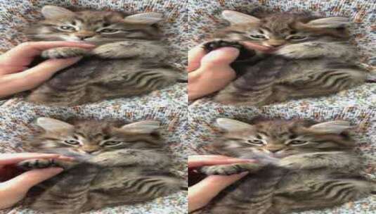 竖版宠物猫咪可爱高清在线视频素材下载