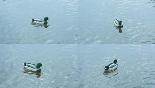绿头鸭水面游动的绿头鸭高清在线视频素材下载