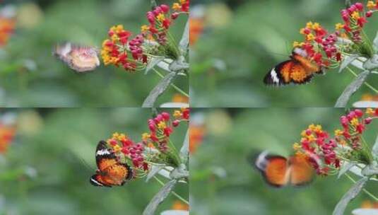 蝴蝶采花粉高清在线视频素材下载