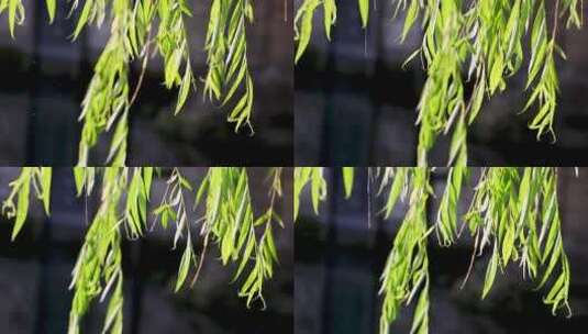 180帧慢动作夏天阳光下飘动的柳树叶高清在线视频素材下载