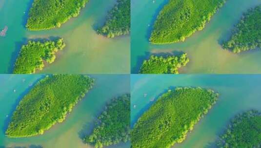 绿红树林群岛高清在线视频素材下载