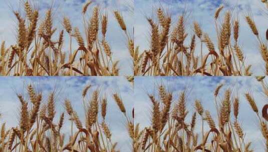 丰收麦田  金色麦田麦穗麦子小麦高清在线视频素材下载