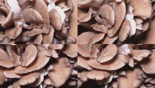 菌菇蘑菇鲜舞茸高清在线视频素材下载