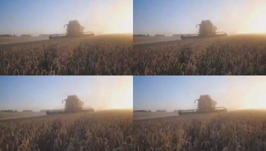 晚霞时成熟小麦田间收割机联合田间采摘高清在线视频素材下载