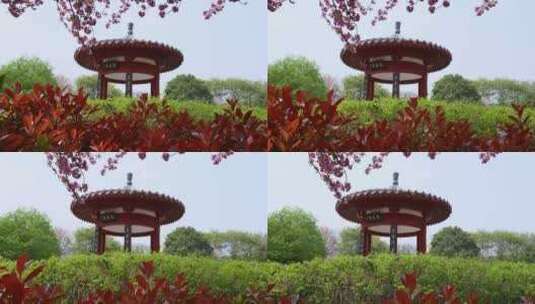 洛阳隋唐植物园春天开花的公园亭子高清在线视频素材下载