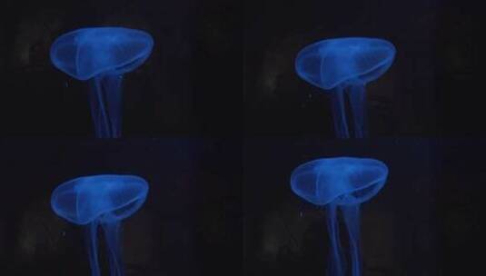 水中漂浮的水母高清在线视频素材下载