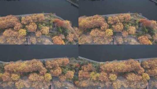 秋天枯黄树枝树叶植物森林城市秋天高清在线视频素材下载