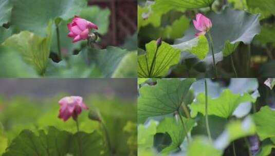 （合集）杭州西湖下雨天的荷花和小鸟高清在线视频素材下载