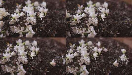 唯美茉莉花与茉莉花茶制作福州茉莉花种植园高清在线视频素材下载