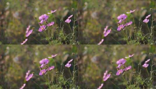 花草植物空境高清在线视频素材下载