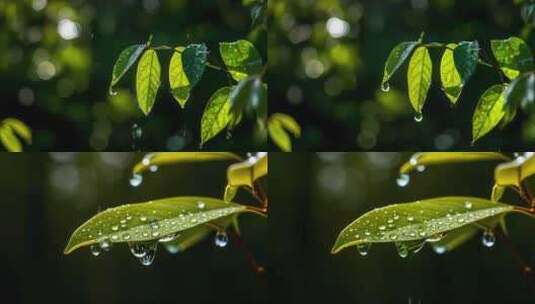 春雨自然雨滴水滴下雨雨水高清在线视频素材下载